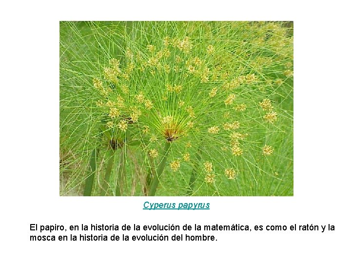 Cyperus papyrus El papiro, en la historia de la evolución de la matemática, es