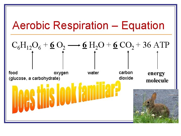 Aerobic Respiration – Equation C 6 H 12 O 6 + 6 O 2