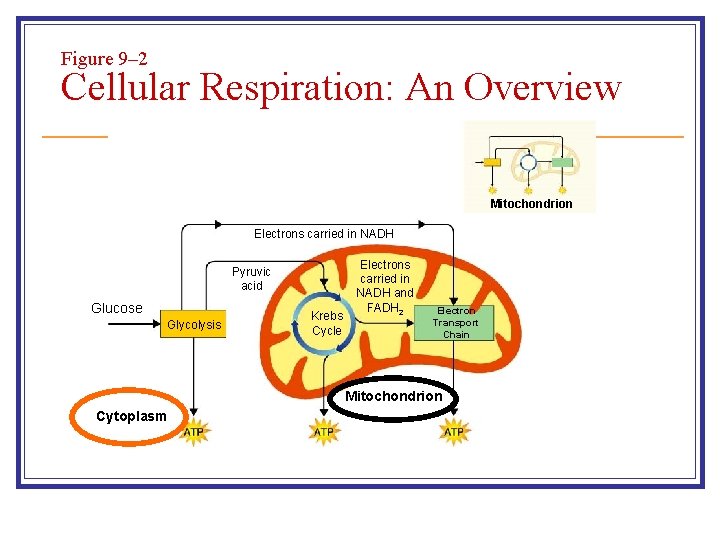 Figure 9– 2 Cellular Respiration: An Overview Mitochondrion Electrons carried in NADH Pyruvic acid