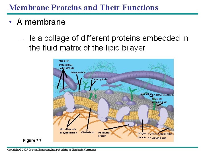 Membrane Proteins and Their Functions • A membrane – Is a collage of different