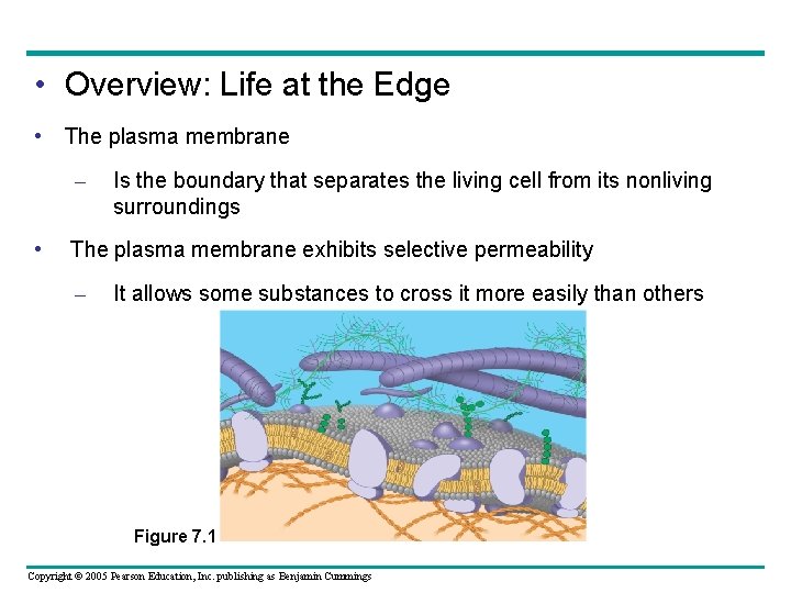  • Overview: Life at the Edge • The plasma membrane – • Is