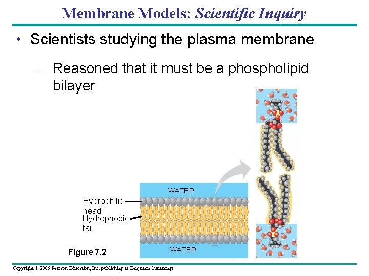 Membrane Models: Scientific Inquiry • Scientists studying the plasma membrane – Reasoned that it