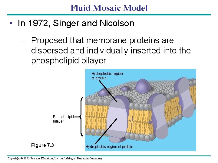 Fluid Mosaic Model • In 1972, Singer and Nicolson – Proposed that membrane proteins