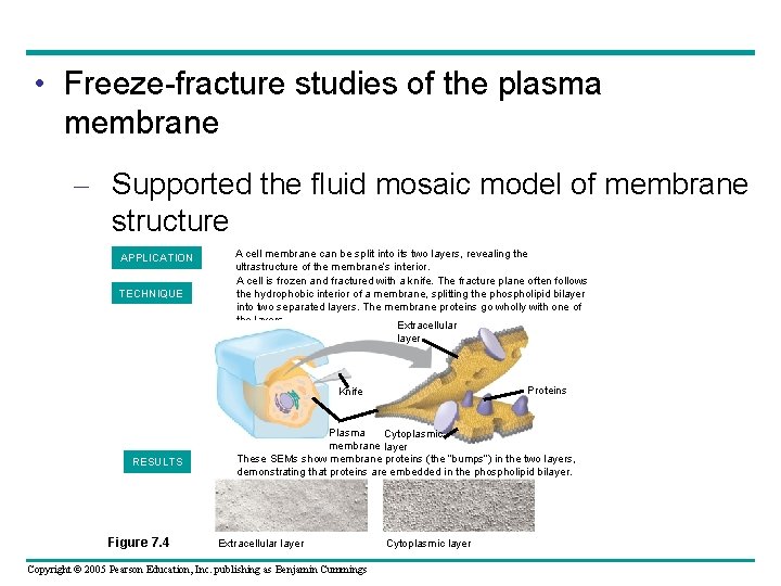  • Freeze-fracture studies of the plasma membrane – Supported the fluid mosaic model