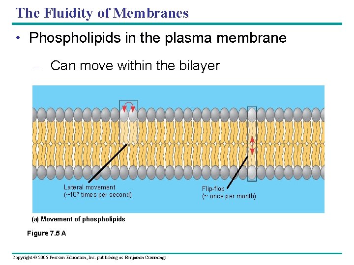 The Fluidity of Membranes • Phospholipids in the plasma membrane – Can move within