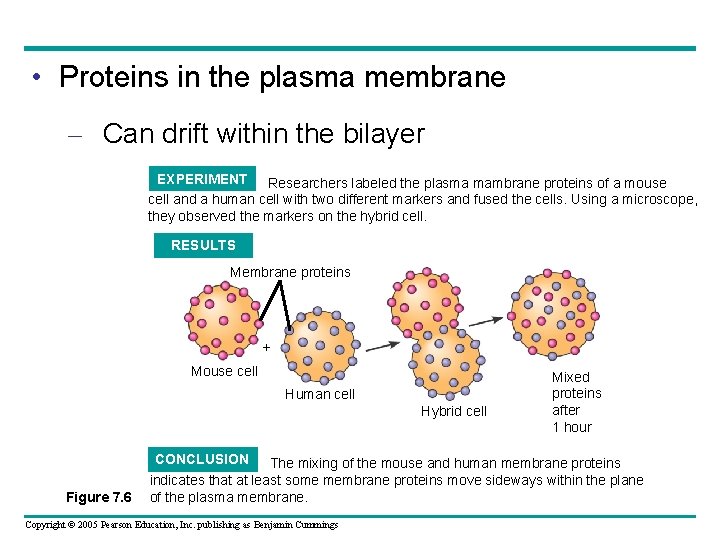  • Proteins in the plasma membrane – Can drift within the bilayer EXPERIMENT