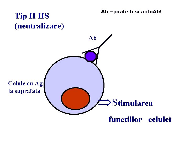 Ab –poate fi si auto. Ab! Tip II HS (neutralizare) Ab Celule cu Ag