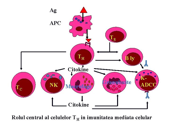 Ag APC TS TH B ly Citokine TC NK Macrofage Granulocite KADCC Citokine Rolul