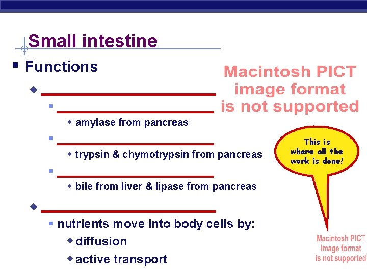 Small intestine § Functions u ___________ § ____________ w amylase from pancreas § ____________