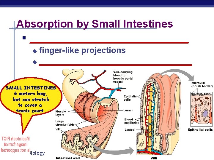 Absorption by Small Intestines § ________________ finger-like projections u _________________ u SMALL INTESTINES 6