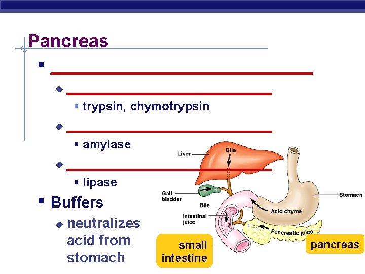 Pancreas § ________________ u _____________ § trypsin, chymotrypsin u _____________ § amylase u _____________