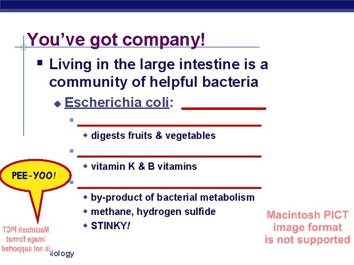 You’ve got company! § Living in the large intestine is a community of helpful