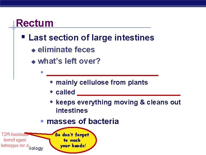 Rectum § Last section of large intestines eliminate feces u what’s left over? u
