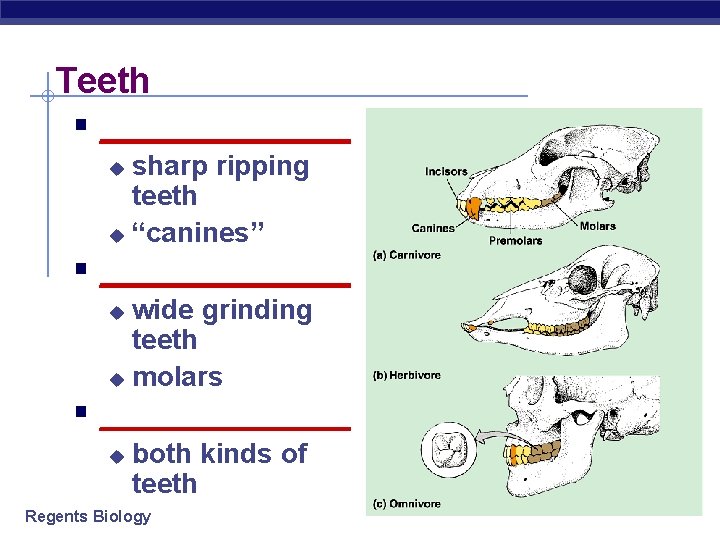 Teeth § ________ sharp ripping teeth u “canines” u § ________ wide grinding teeth