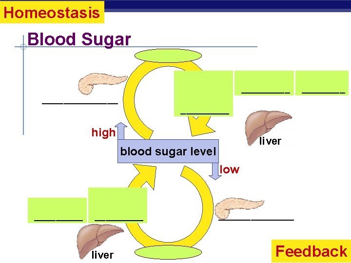 Homeostasis Blood Sugar insulin liver stores body _____ cells take up sugar ______________ high
