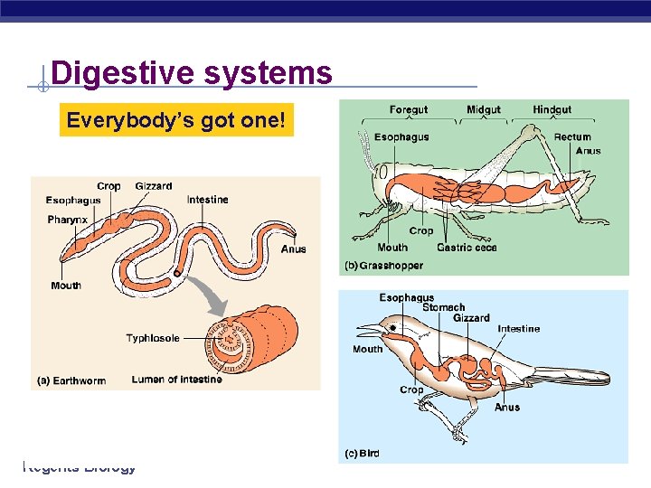 Digestive systems Everybody’s got one! Regents Biology 