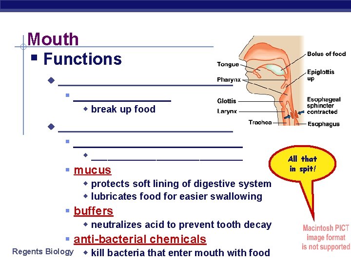 Animal Nutrition Human Digestion AP Biology 2006 2007