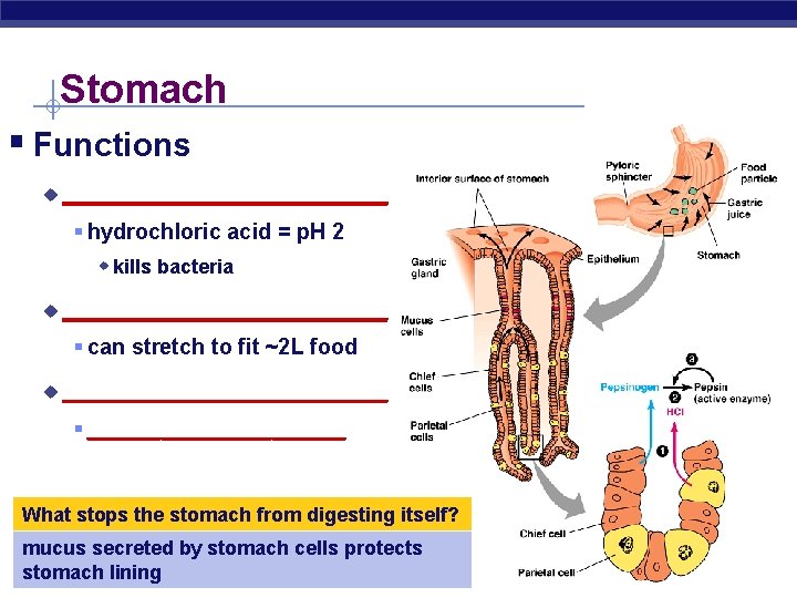 Stomach § Functions u ___________ § hydrochloric acid = p. H 2 w kills