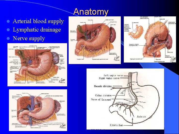 Anatomy Arterial blood supply l Lymphatic drainage l Nerve supply l 