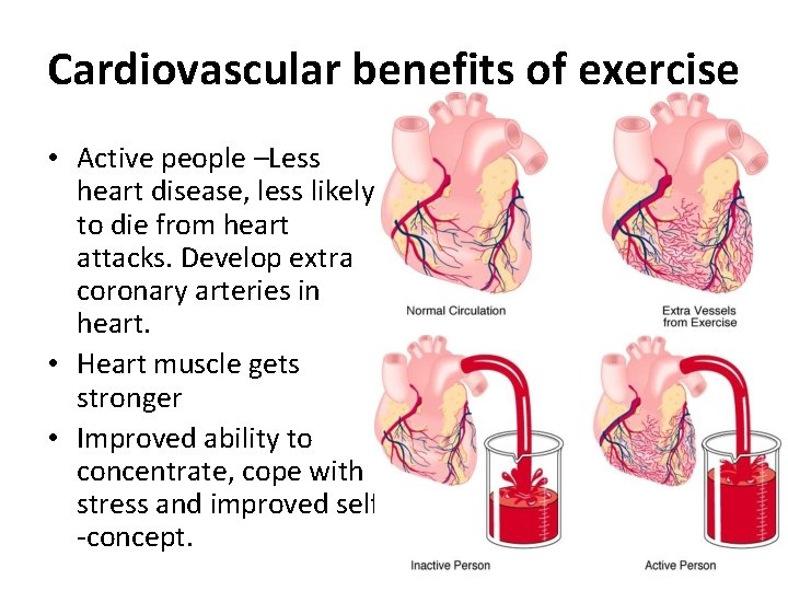 Cardiovascular benefits of exercise • Active people –Less heart disease, less likely to die