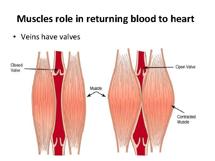 Muscles role in returning blood to heart • Veins have valves 