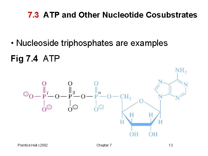 7. 3 ATP and Other Nucleotide Cosubstrates • Nucleoside triphosphates are examples Fig 7.