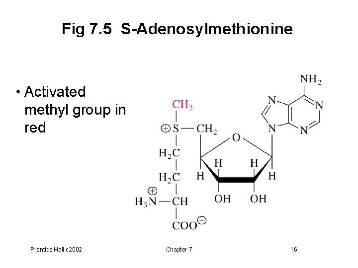 Fig 7. 5 S-Adenosylmethionine • Activated methyl group in red Prentice Hall c 2002