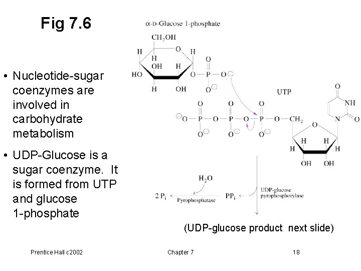 Fig 7. 6 • Nucleotide-sugar coenzymes are involved in carbohydrate metabolism • UDP-Glucose is