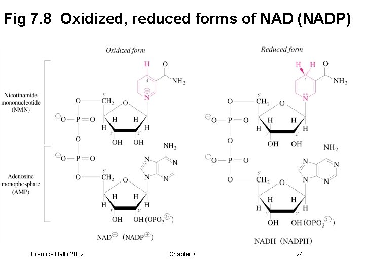 Fig 7. 8 Oxidized, reduced forms of NAD (NADP) Prentice Hall c 2002 Chapter