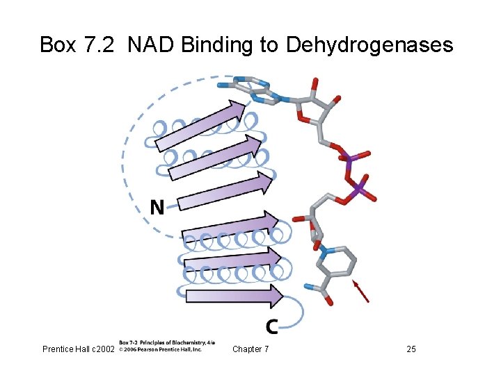 Box 7. 2 NAD Binding to Dehydrogenases Prentice Hall c 2002 Chapter 7 25