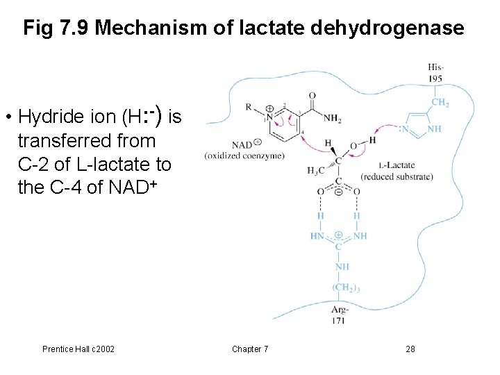 Fig 7. 9 Mechanism of lactate dehydrogenase • Hydride ion (H: -) is transferred