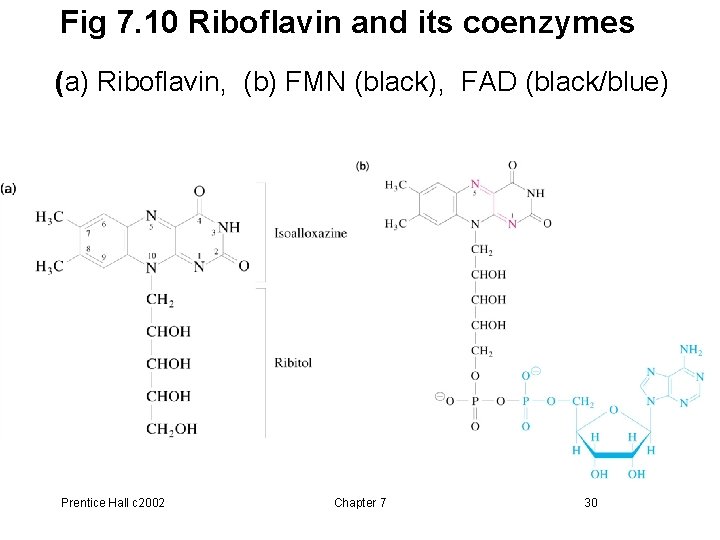 Fig 7. 10 Riboflavin and its coenzymes (a) Riboflavin, (b) FMN (black), FAD (black/blue)