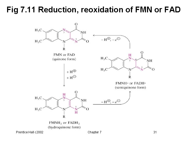 Fig 7. 11 Reduction, reoxidation of FMN or FAD Prentice Hall c 2002 Chapter