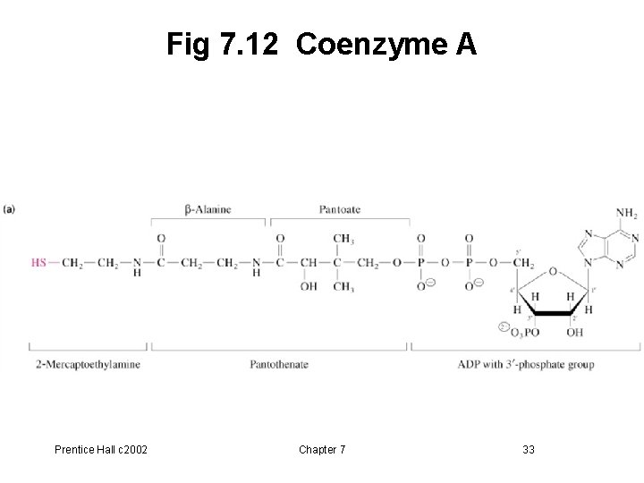 Fig 7. 12 Coenzyme A Prentice Hall c 2002 Chapter 7 33 