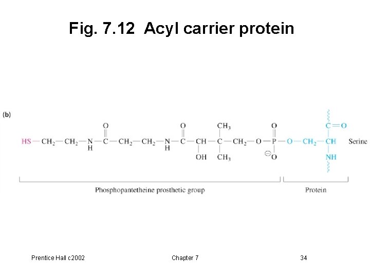 Fig. 7. 12 Acyl carrier protein Prentice Hall c 2002 Chapter 7 34 