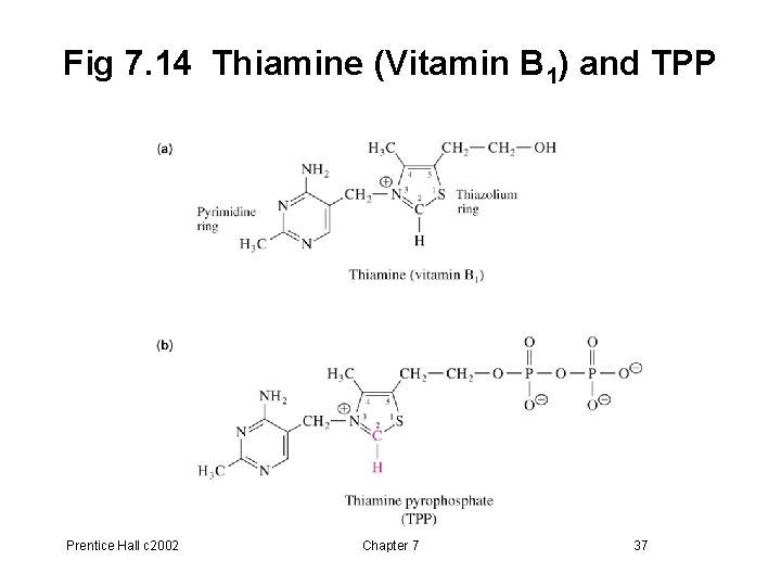 Fig 7. 14 Thiamine (Vitamin B 1) and TPP Prentice Hall c 2002 Chapter