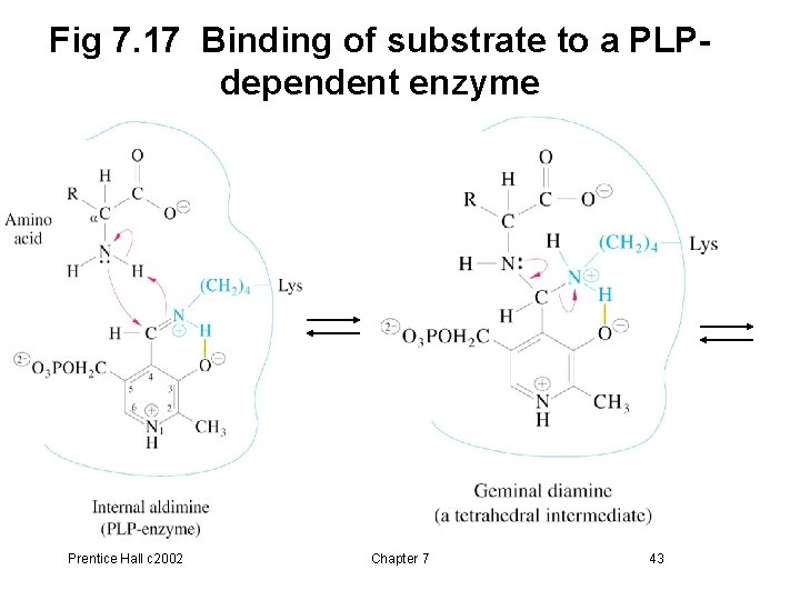 Fig 7. 17 Binding of substrate to a PLPdependent enzyme Prentice Hall c 2002