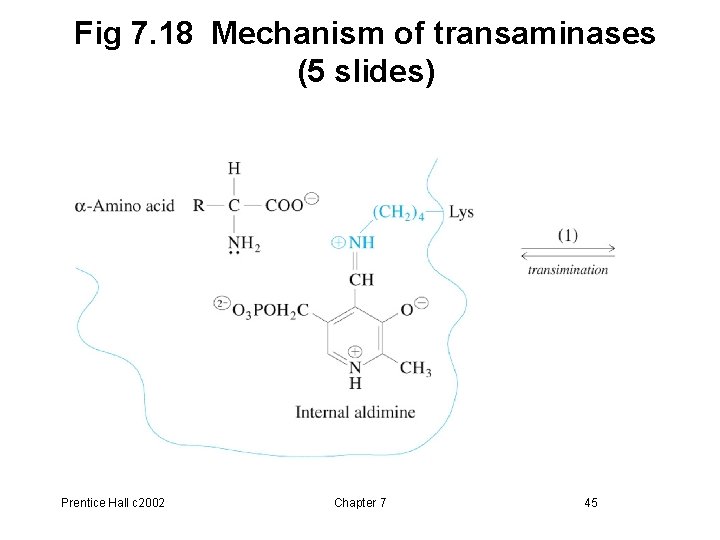 Fig 7. 18 Mechanism of transaminases (5 slides) Prentice Hall c 2002 Chapter 7