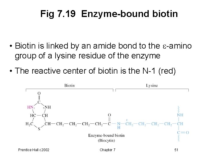 Fig 7. 19 Enzyme-bound biotin • Biotin is linked by an amide bond to