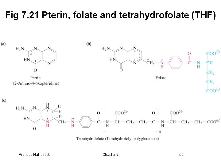 Fig 7. 21 Pterin, folate and tetrahydrofolate (THF) Prentice Hall c 2002 Chapter 7