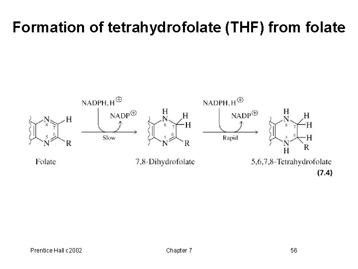 Formation of tetrahydrofolate (THF) from folate Prentice Hall c 2002 Chapter 7 56 