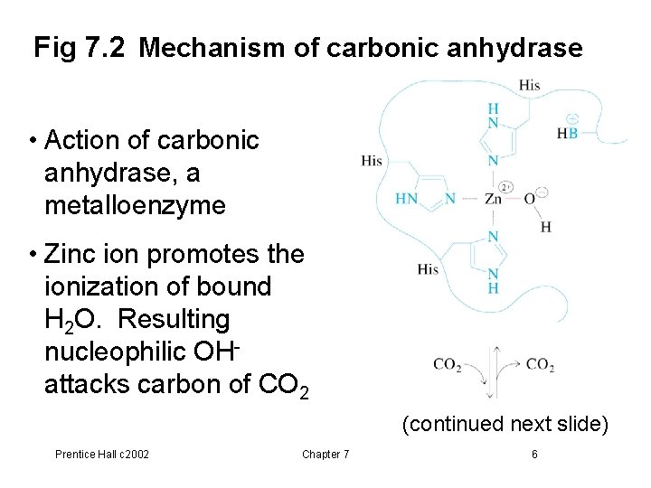 Fig 7. 2 Mechanism of carbonic anhydrase • Action of carbonic anhydrase, a metalloenzyme