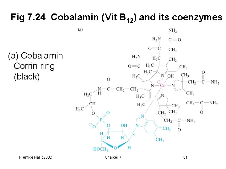 Fig 7. 24 Cobalamin (Vit B 12) and its coenzymes (a) Cobalamin. Corrin ring