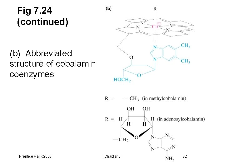 Fig 7. 24 (continued) (b) Abbreviated structure of cobalamin coenzymes Prentice Hall c 2002