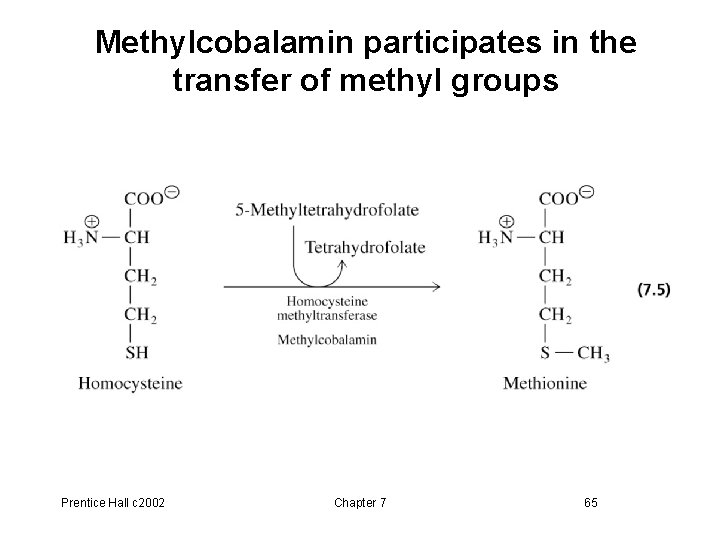 Methylcobalamin participates in the transfer of methyl groups Prentice Hall c 2002 Chapter 7