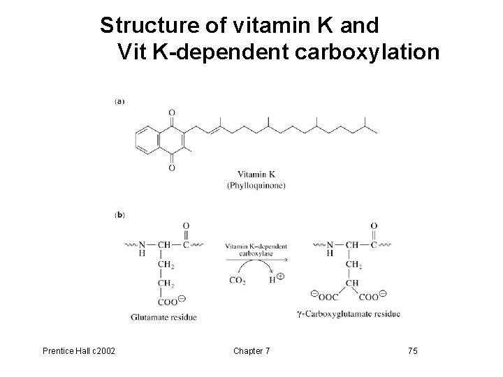Structure of vitamin K and Vit K-dependent carboxylation Prentice Hall c 2002 Chapter 7