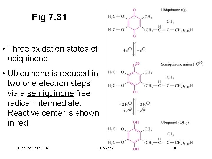 Fig 7. 31 • Three oxidation states of ubiquinone • Ubiquinone is reduced in