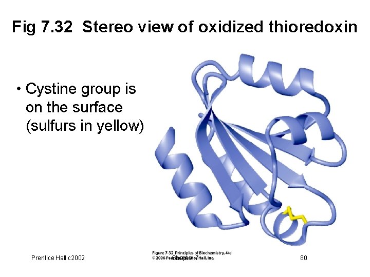 Fig 7. 32 Stereo view of oxidized thioredoxin • Cystine group is on the