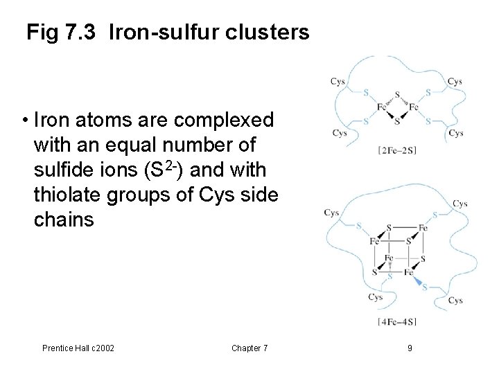 Fig 7. 3 Iron-sulfur clusters • Iron atoms are complexed with an equal number