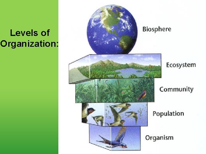 Levels of Organization: 